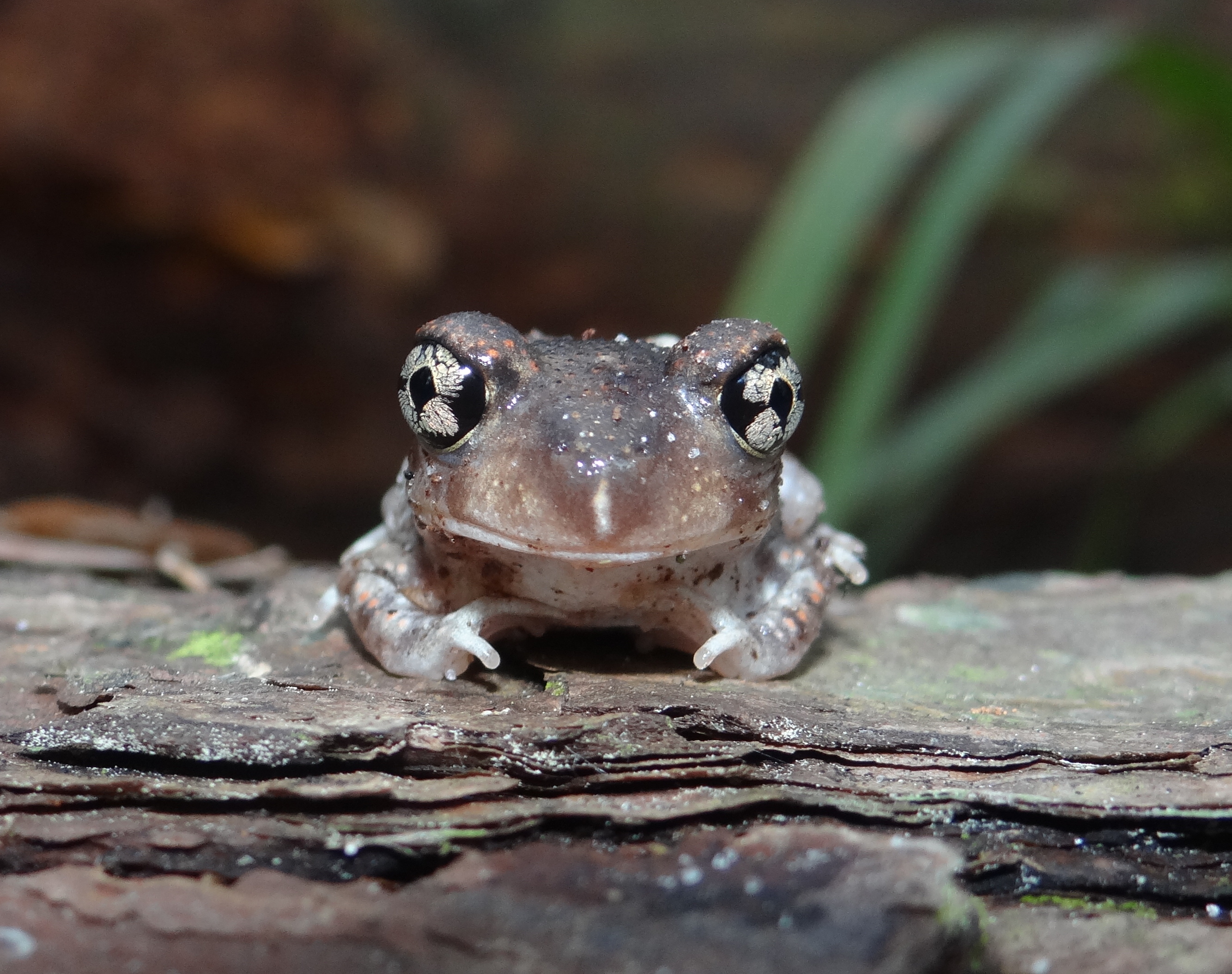 Eastern Spadefoot Scaphiopus holbrookii Amphibians and