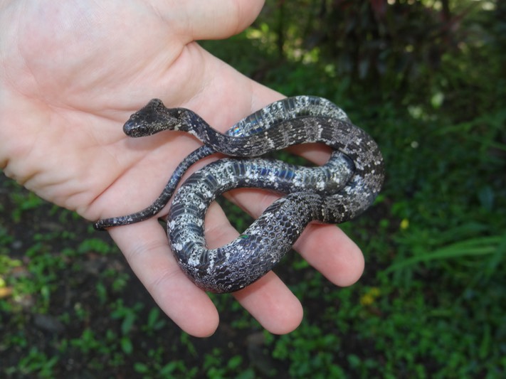 Cloudy Snaileating Snake Brad Glorioso’s Personal site Amphibians