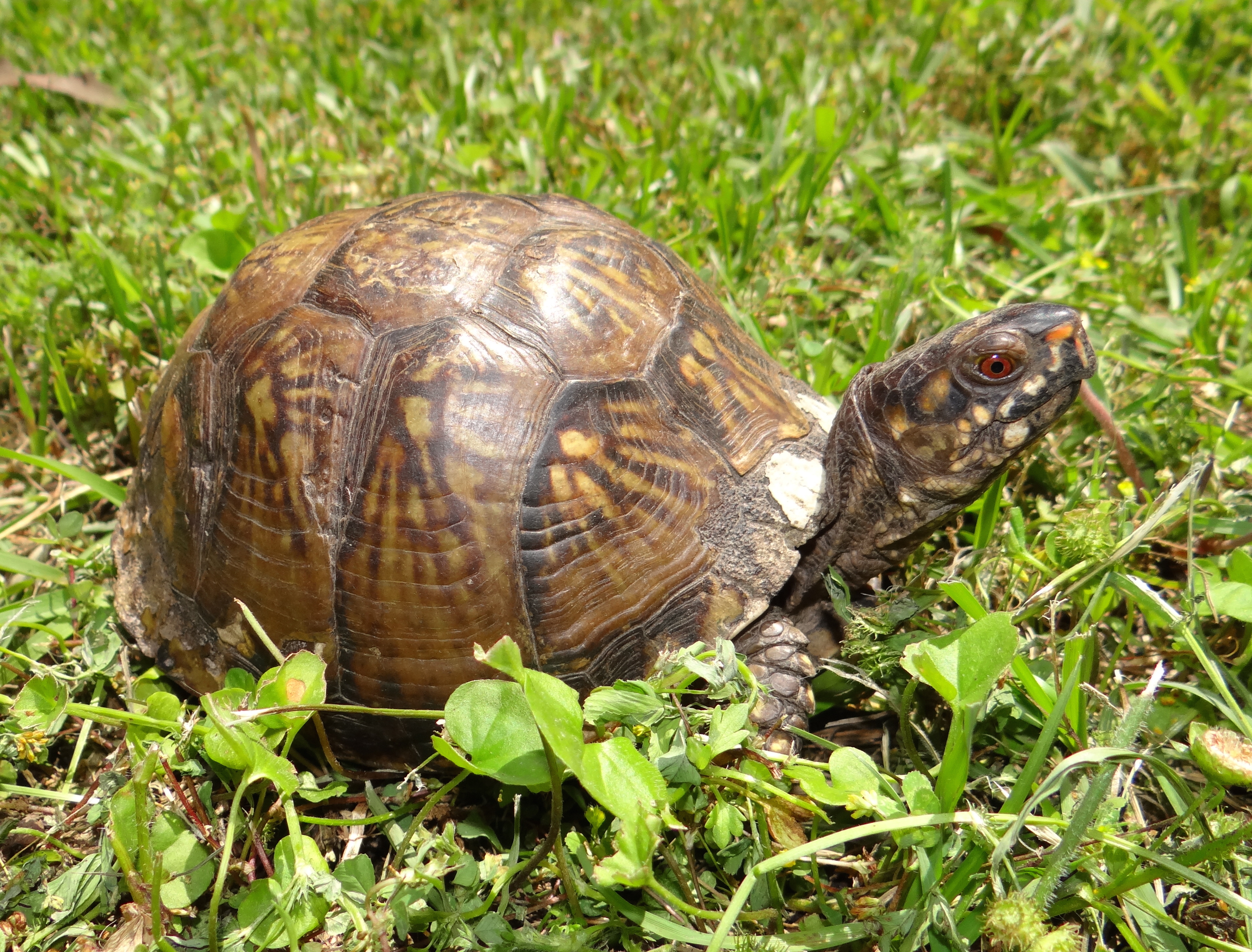 Eastern Box Turtle Terrapene carolina Brad Glorioso’s Personal