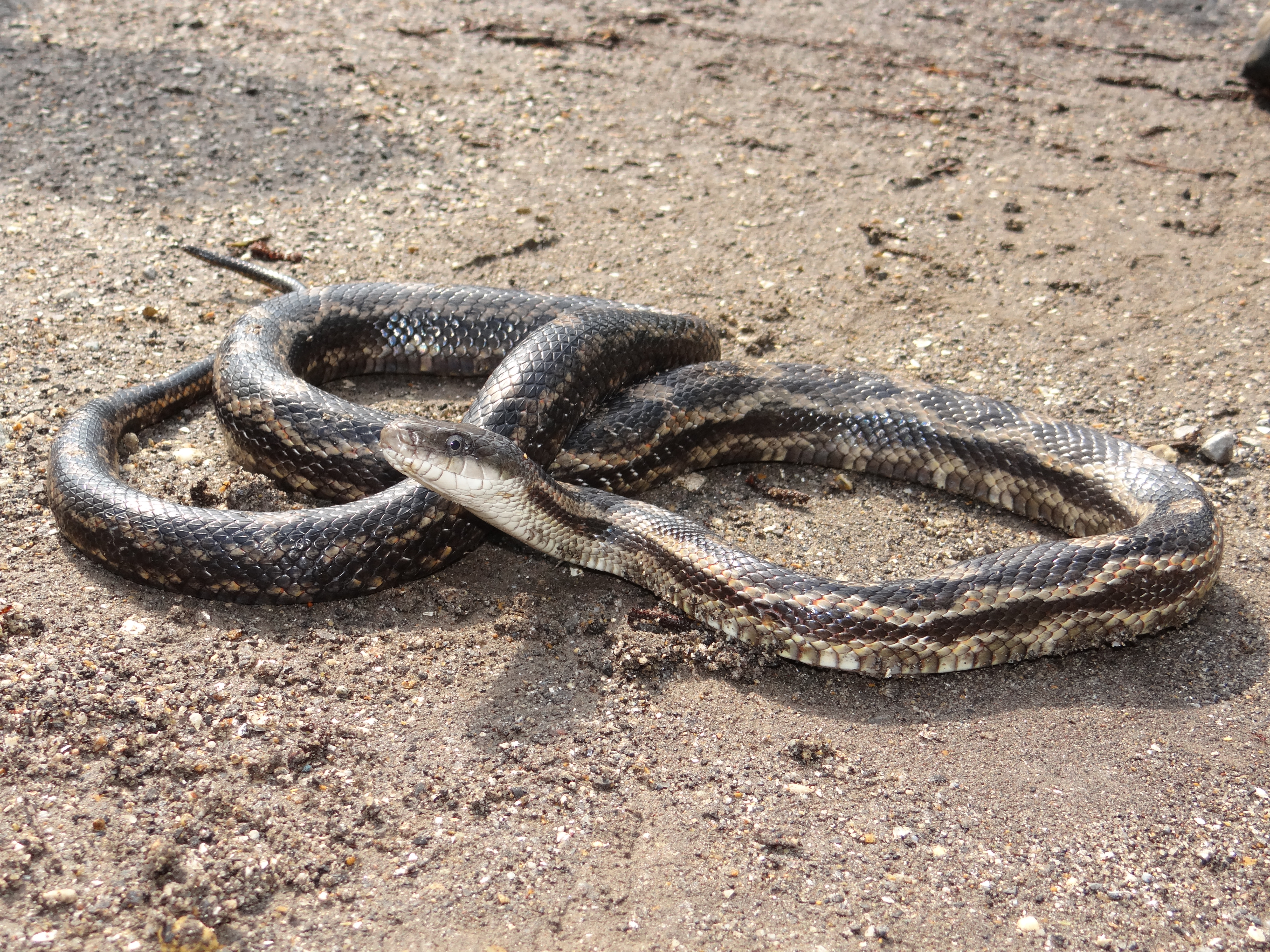 Gray Ratsnake Pantherophis spiloides Brad Glorioso’s Personal
