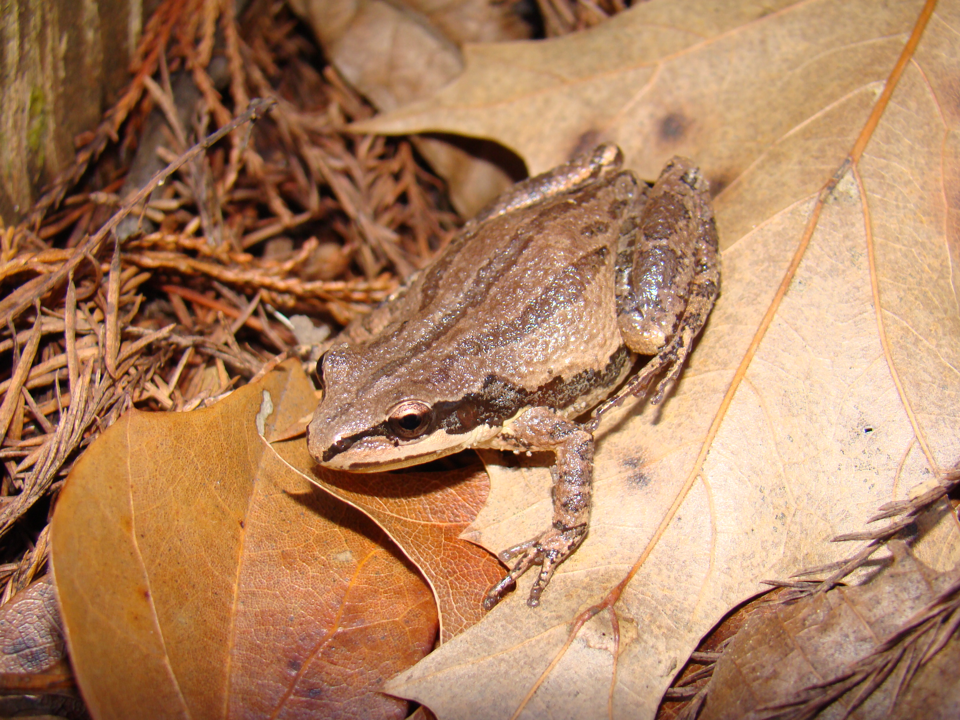 Cajun Chorus Frog Pseudacris fouquettei Brad Glorioso’s Personal