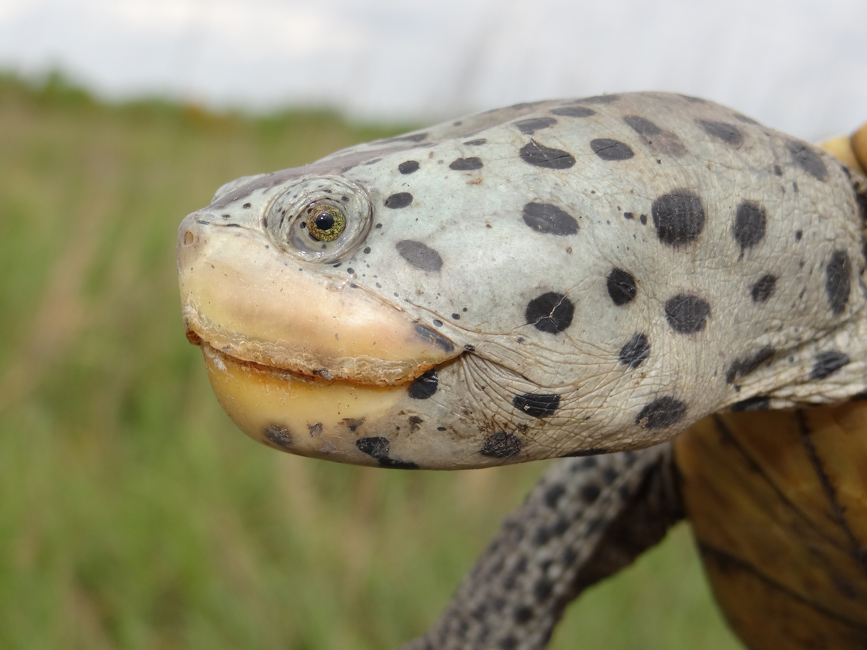 Diamondbacked Terrapin Malaclemys terrapin Brad Glorioso’s