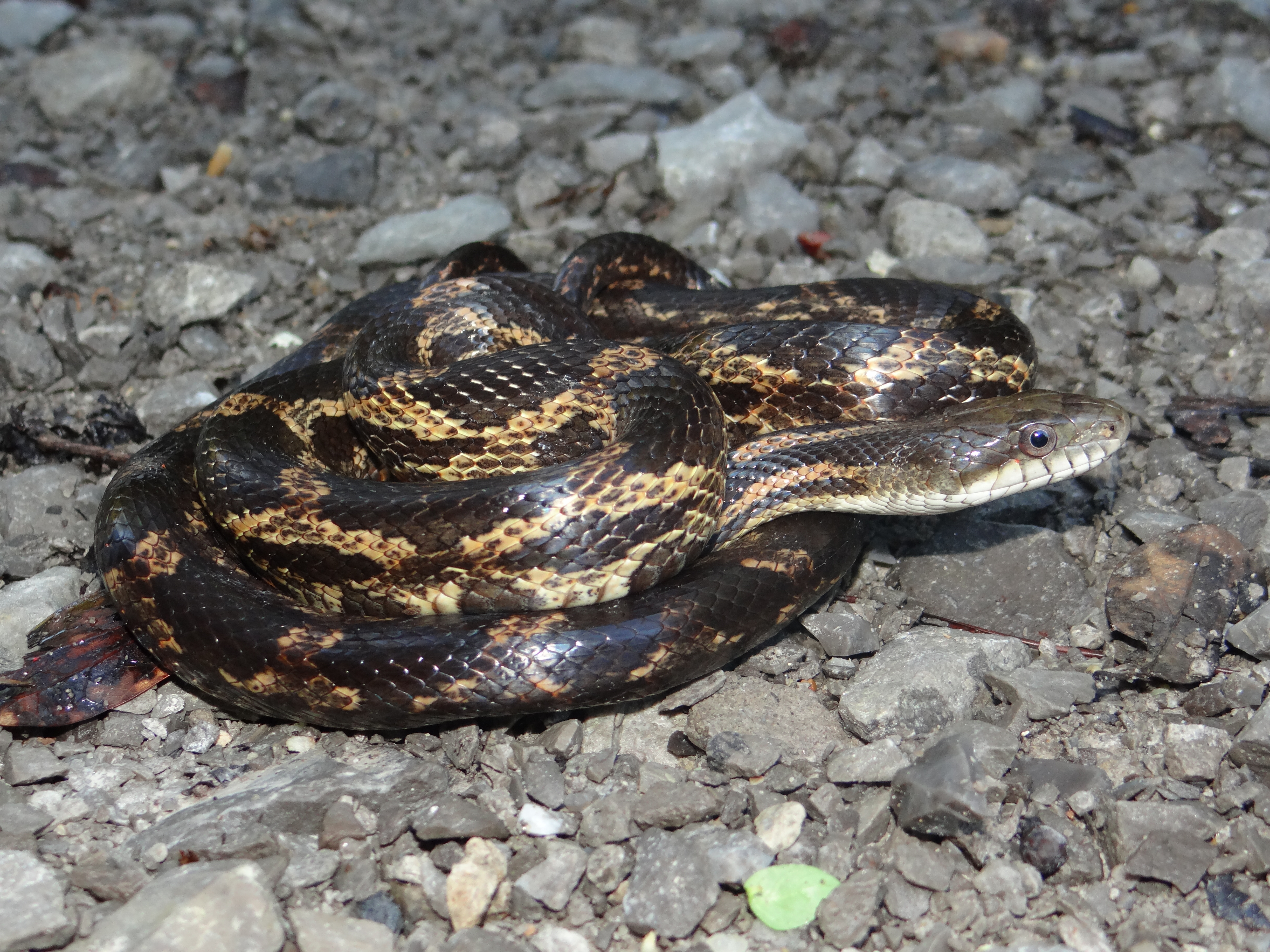 Gray Ratsnake Pantherophis spiloides Brad Glorioso’s Personal