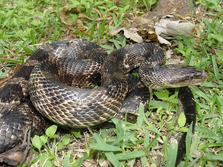 Gray Ratsnake, St. Bernard Parish Amphibians and Reptiles of Louisiana