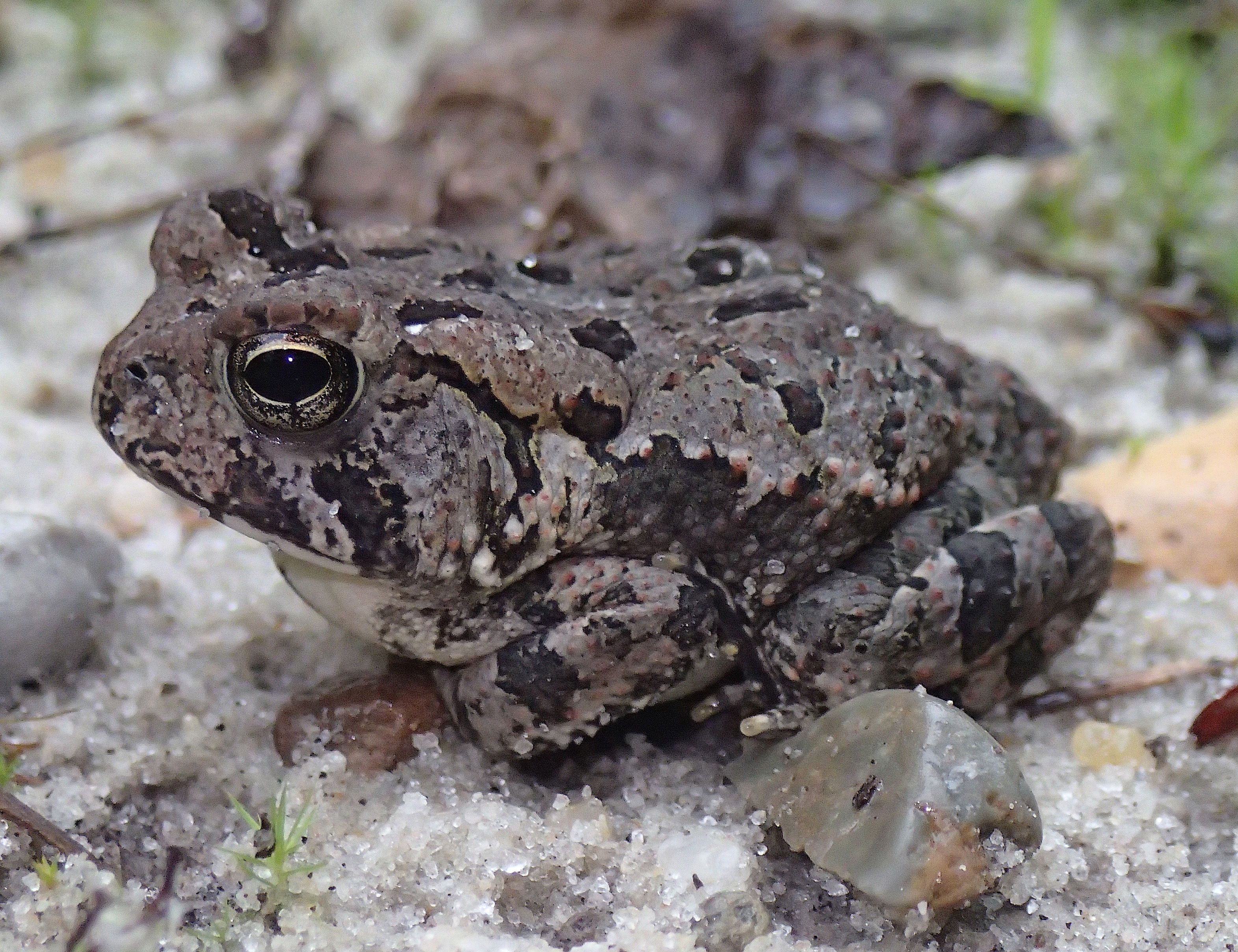 Fowler's Toad Anaxyrus fowleri Amphibians and Reptiles