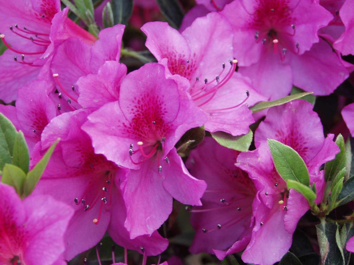 While many plants need full sunshine to thrive, there are some that don't mind shade and even prefer it. Large Azaleas | Louisiana Nursery