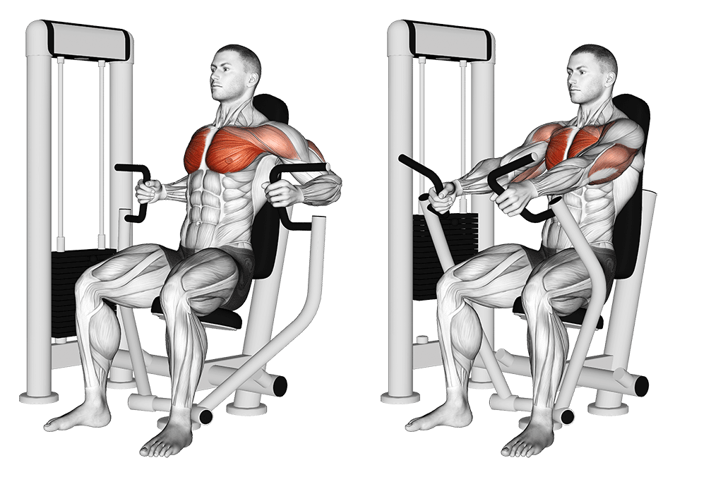 L'exercice Chest Press : Exécution, Conseils et Variantes