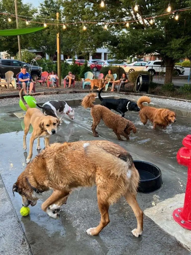 Club K9, a Louisville, KY Dog Bar where people and dogs mingle
