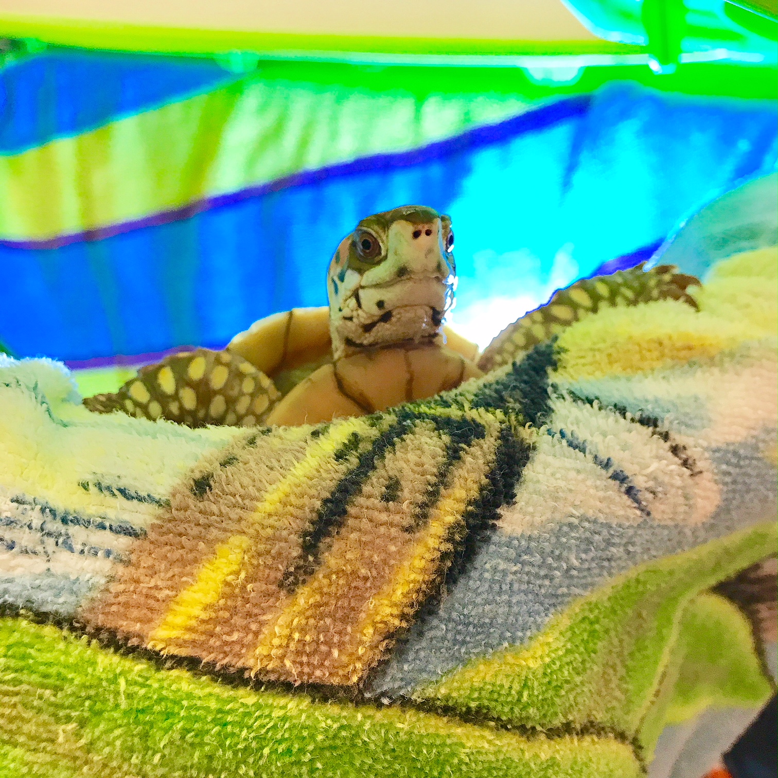 Bruce Explains Box Turtles Climbing Love & Feathers & Shells