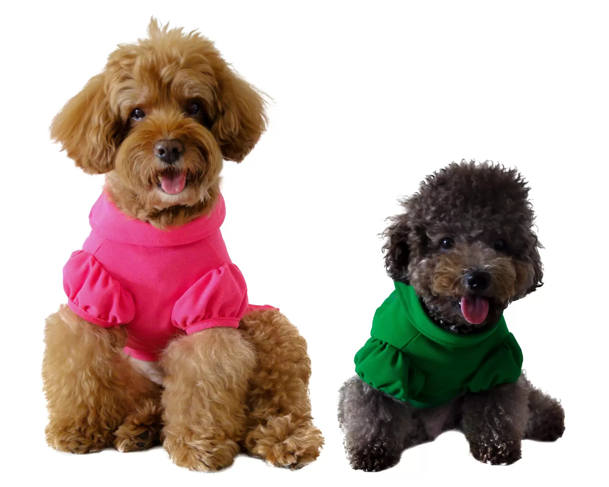 Best Charlotte Area Pet Sitters Love and Kisses Pet Sitting