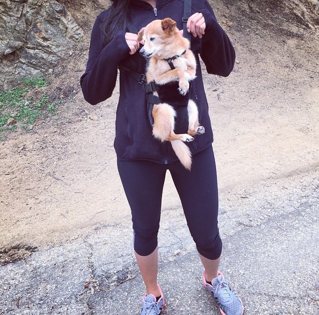 Only In LA Puppy Bjorn Pt 2 Love & Loathing Los Angeles