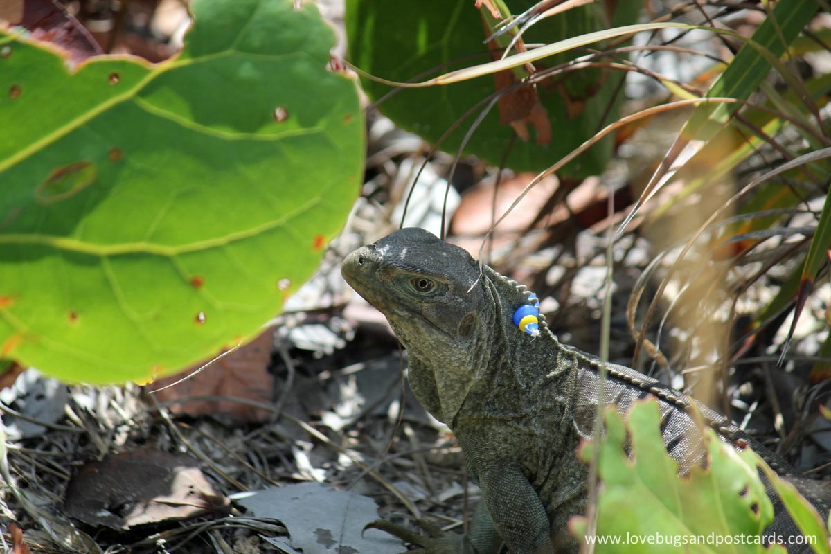 Little Water Cay (Iguana Island) Turks & Caicos