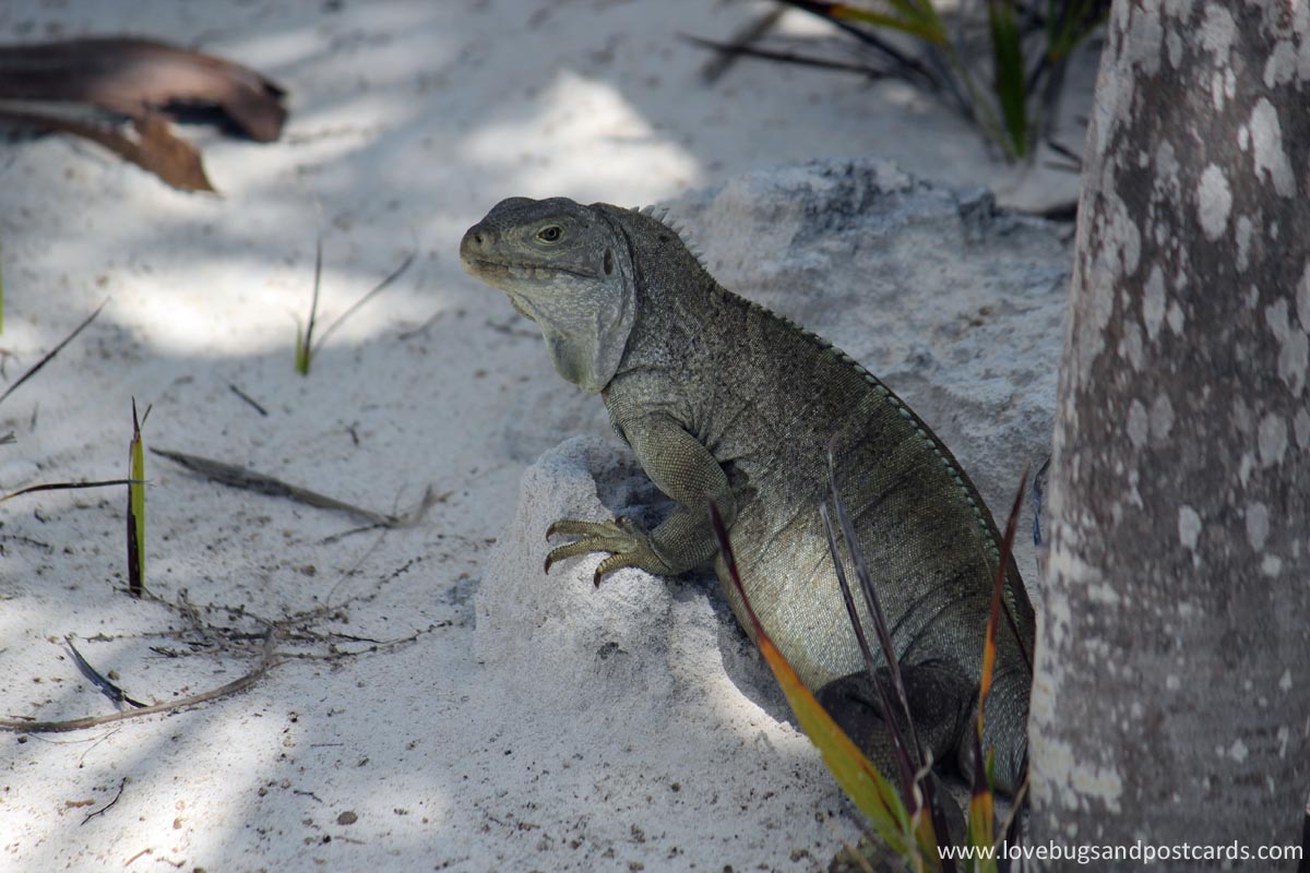 Little Water Cay (Iguana Island) Turks & Caicos