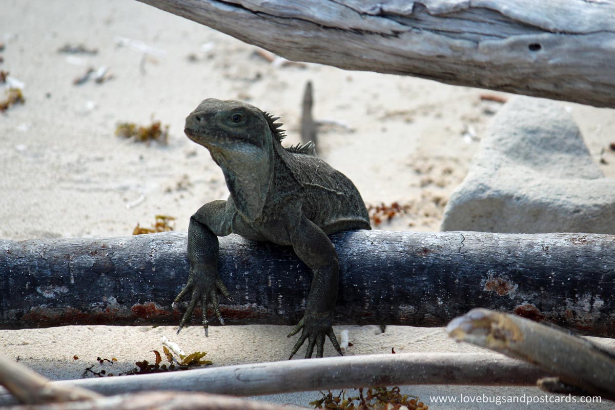 Little Water Cay (Iguana Island) Turks & Caicos