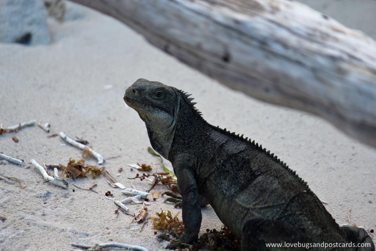 Little Water Cay (Iguana Island) Turks & Caicos