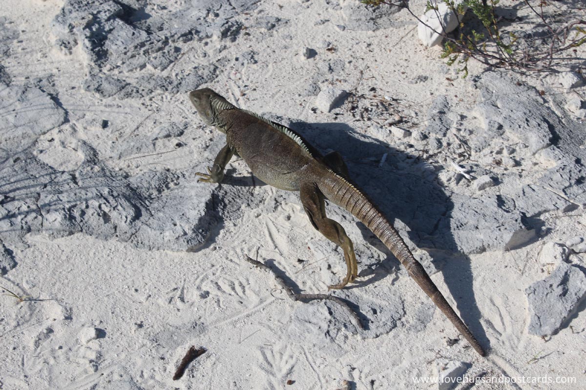 Little Water Cay (Iguana Island) Turks & Caicos