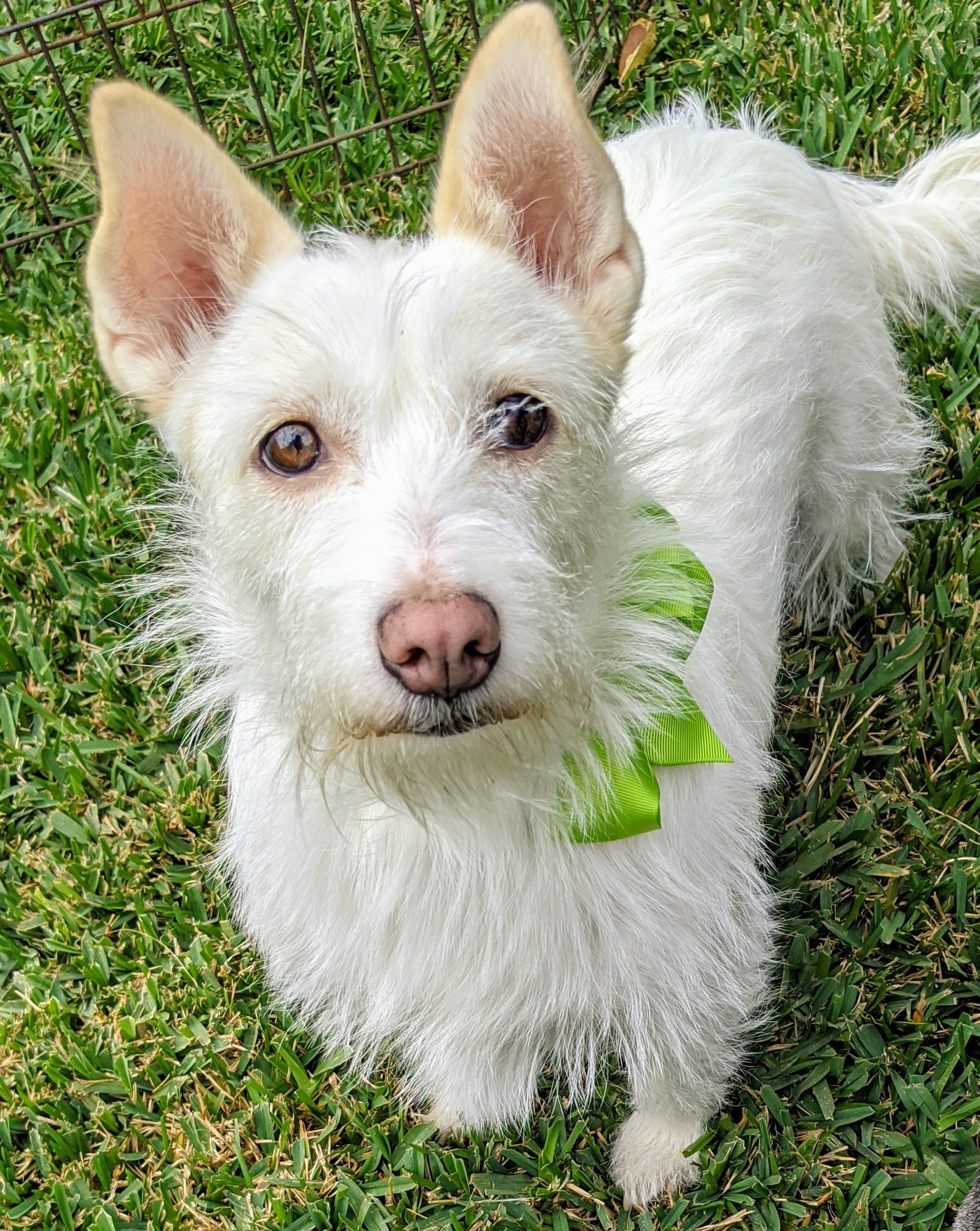 West Highland Dog And Cat Hospital San Bernardino