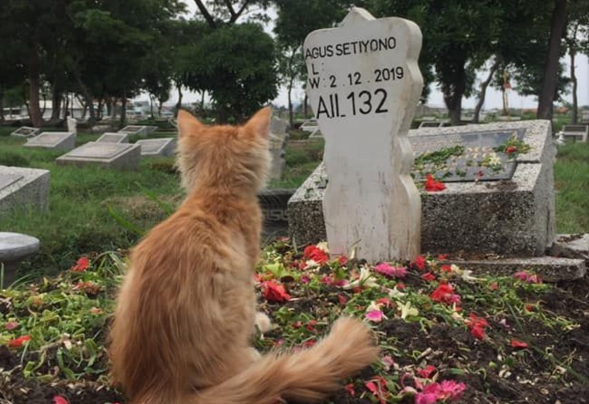 Brokenhearted cat mourns his late owner LoveCATS World