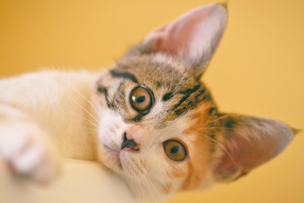 6 common ear problems in cats LoveCATS World