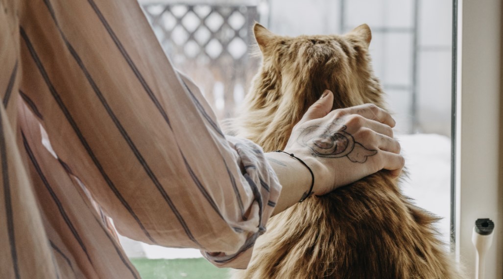 Do cats miss their owners LoveCATS World