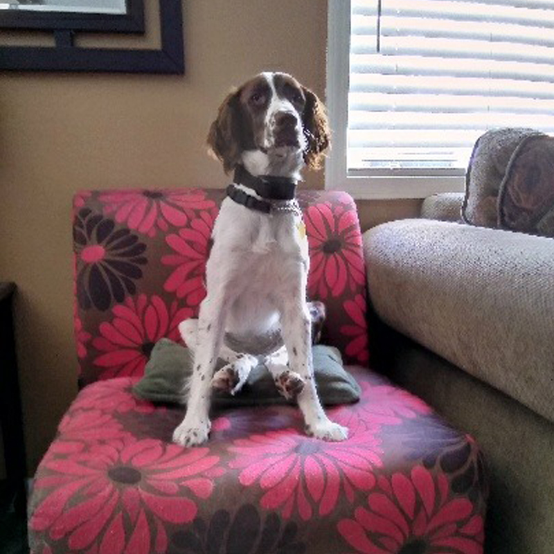 Love'Em & Leave'Em Pet Sitting Pet Sitter Canyon Lake California