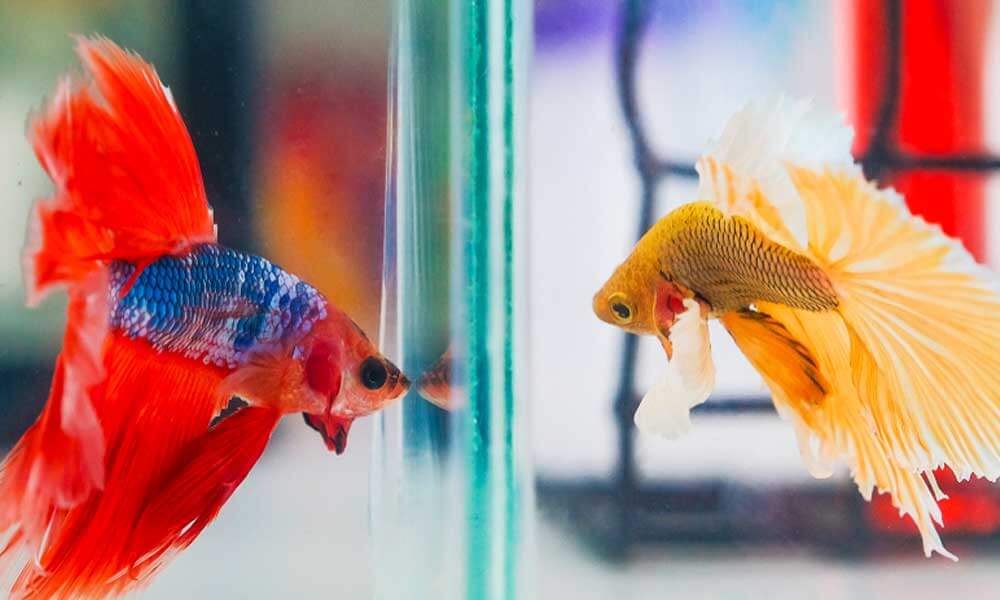 What Kinds Of Fish Can Live With Betta Fish? Pro Tips