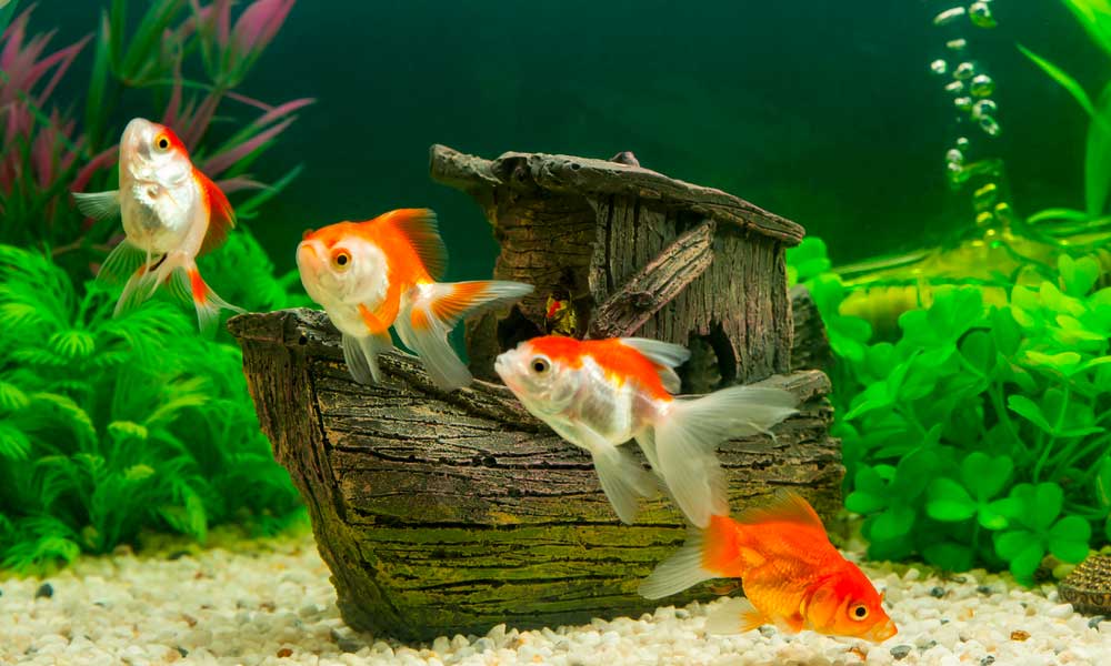 Best Sunken Ship Aquarium Decorations For Shipwreck Theme Love Fish Tank