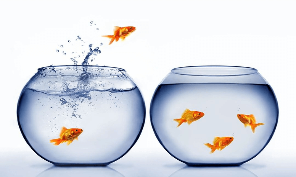 How To Move a Fish Tank Top 5 Things You MUST Do Before Love Fish Tank