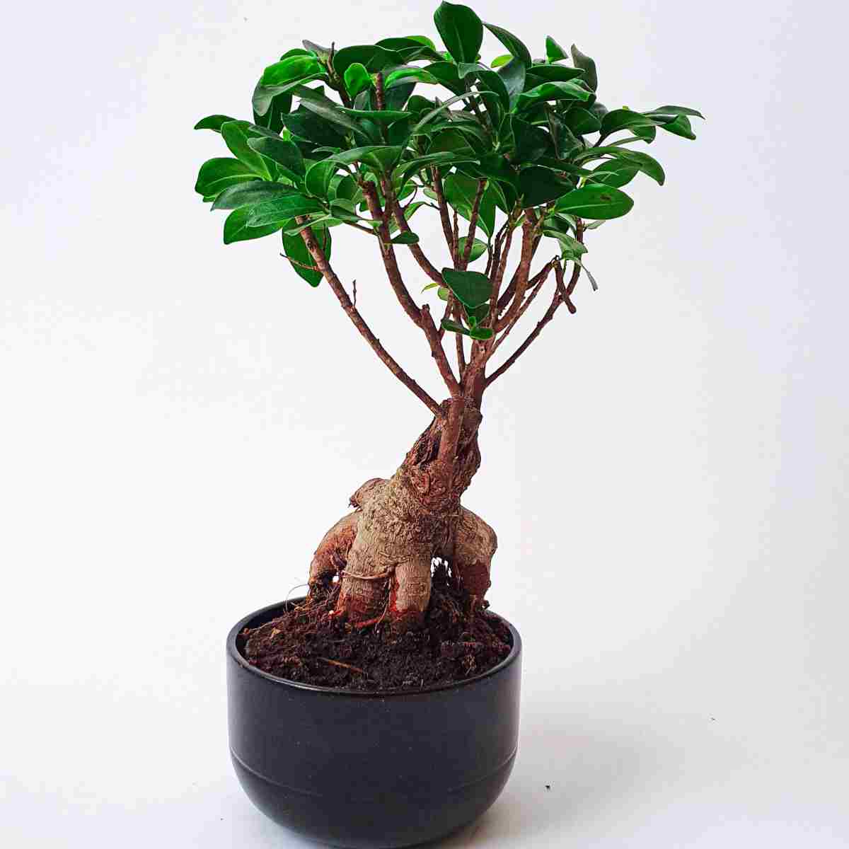 Bonsai Terrarium Tips On Choosing the Perfect Bonsai Trees for Terrariums Love For Bonsai