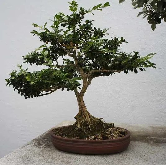 How To Save An Overwatered Bonsai Love For Bonsai