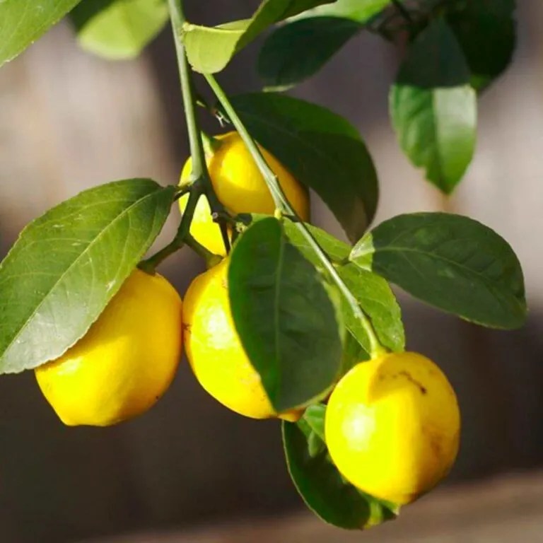 How To Grow and Take Care of A Lemon Bonsai Tree Love For Bonsai