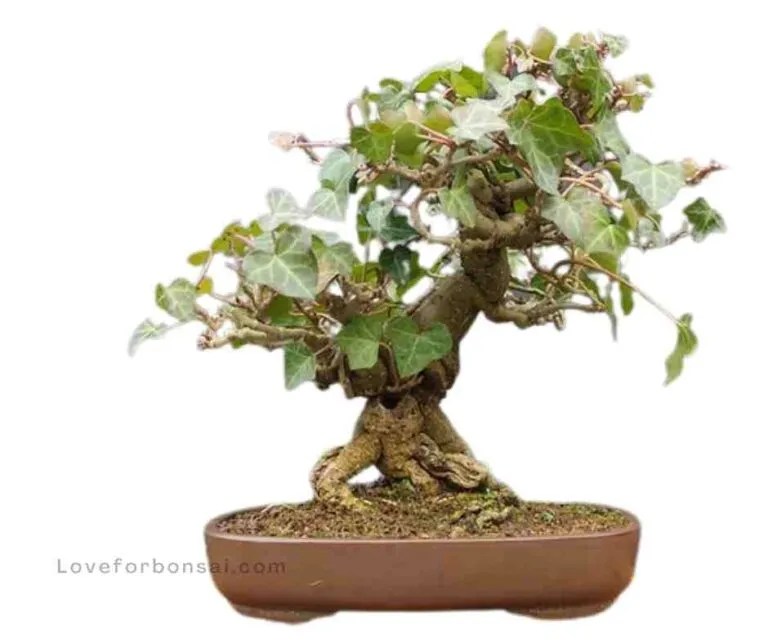 Ivy Bonsai Guide How To Care For Your Ivy Bonsai (Hedera helix) Like A Pro! Love For Bonsai