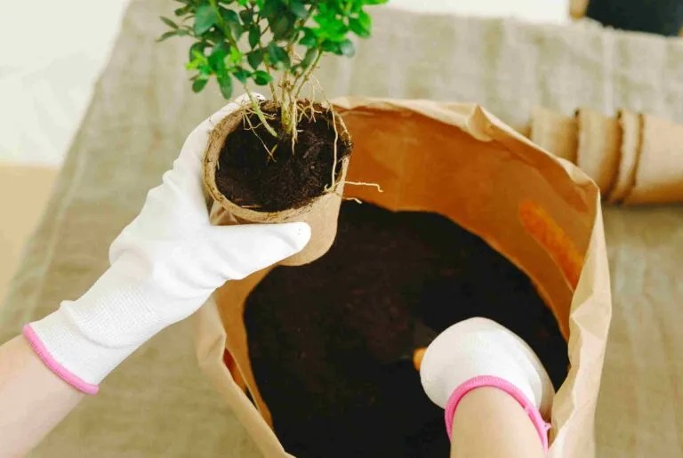How To Make The Best Bonsai Soil For Your Tree Love For Bonsai