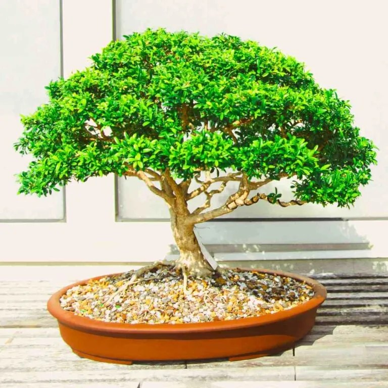 How To Make A Bonsai Tree From A Normal Tree Love For Bonsai