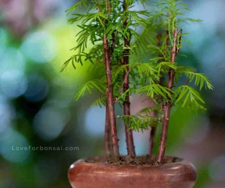 Ultimate Bamboo Bonsai Tree Guide How to Grow and Take Care Of A Bamboo