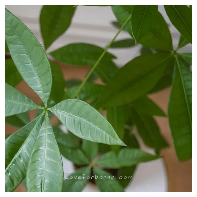 From Sprout to Showpiece How to Grow and Shape Stunning Money Tree