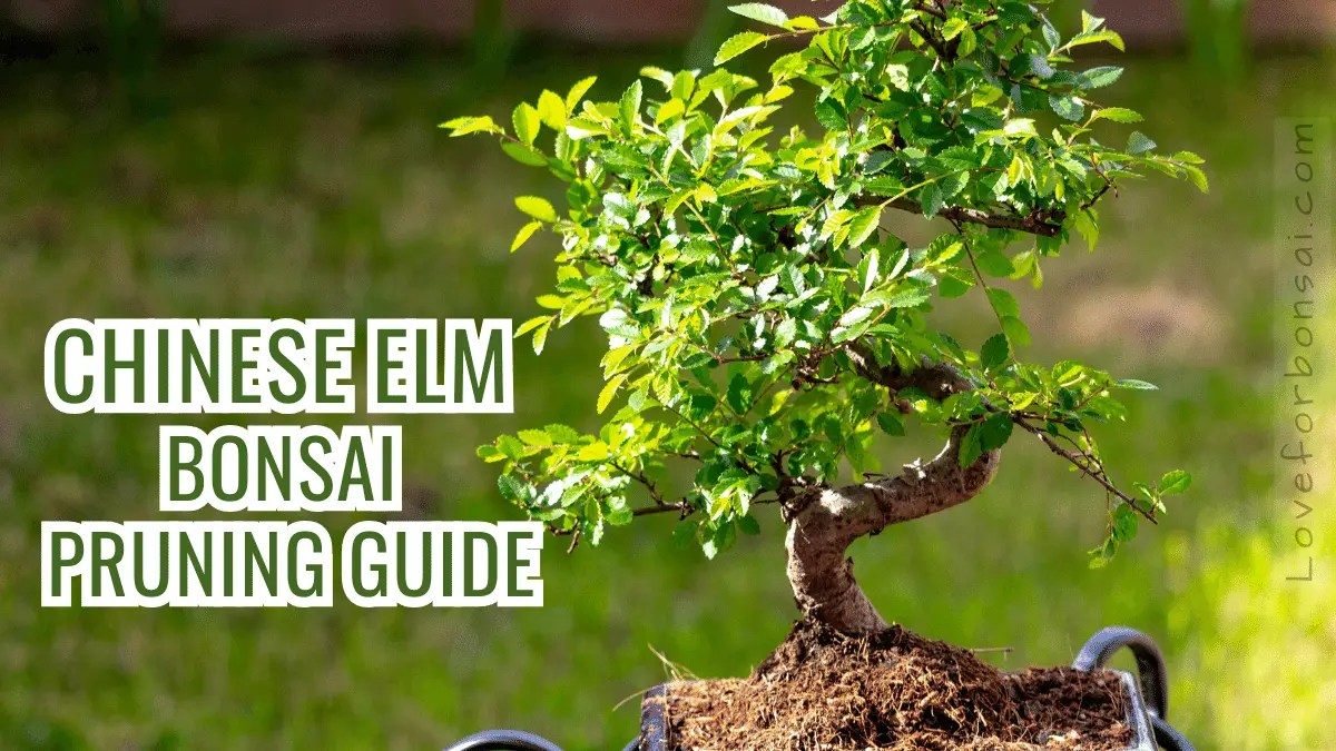 How to Prune Your Chinese Elm Bonsai Tree for Maximum Growth and Beauty