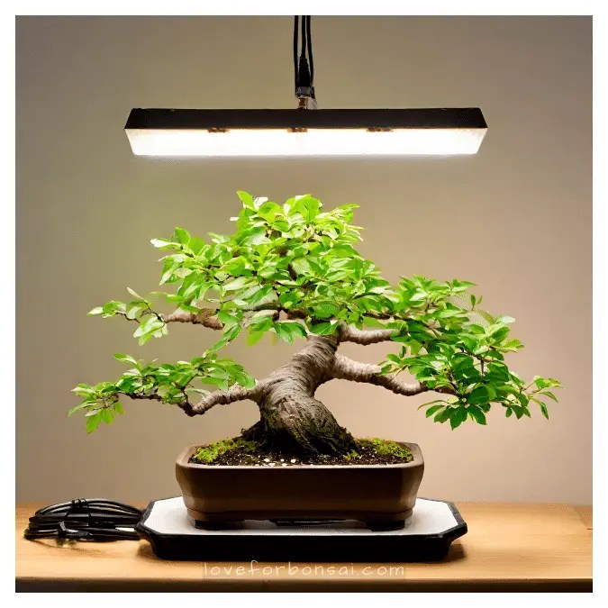 Is Your Chinese Elm Bonsai Yearning for More Light? Here is How Proper