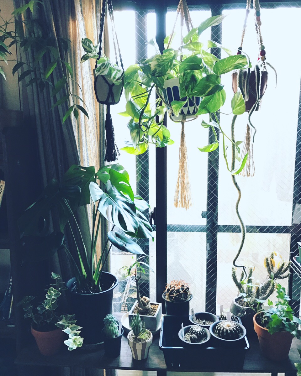 レッツ、おしゃれなハンギング！プラントハンガーで観葉植物を飾ろう。 LOVEGREEN(ラブグリーン)