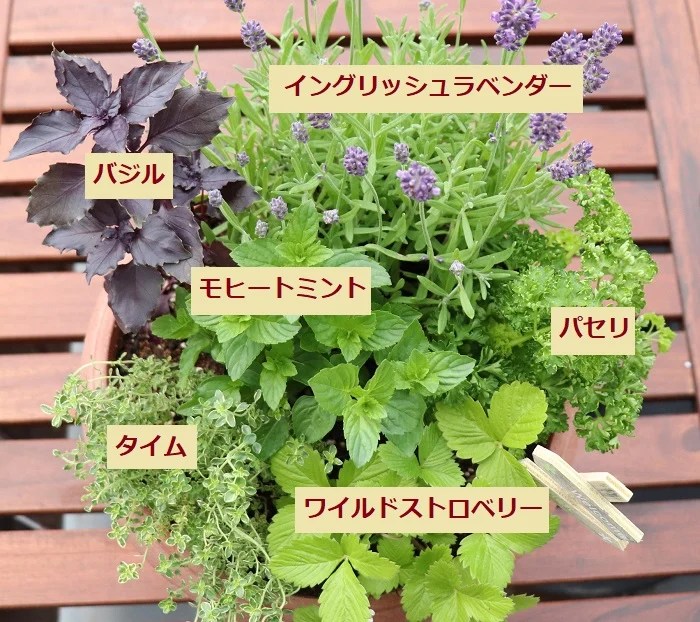 コレクション ラベンダー 寄せ 植え 相性