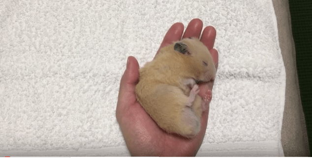 ハムスターの突然死。目の病気かと思ったら・・？動物病院の自粛が辛かった話。｜ラウドバンドのベース女子道 ハムスターがぐったりしているときの5つの原因と対処法 | ラブハムスター
