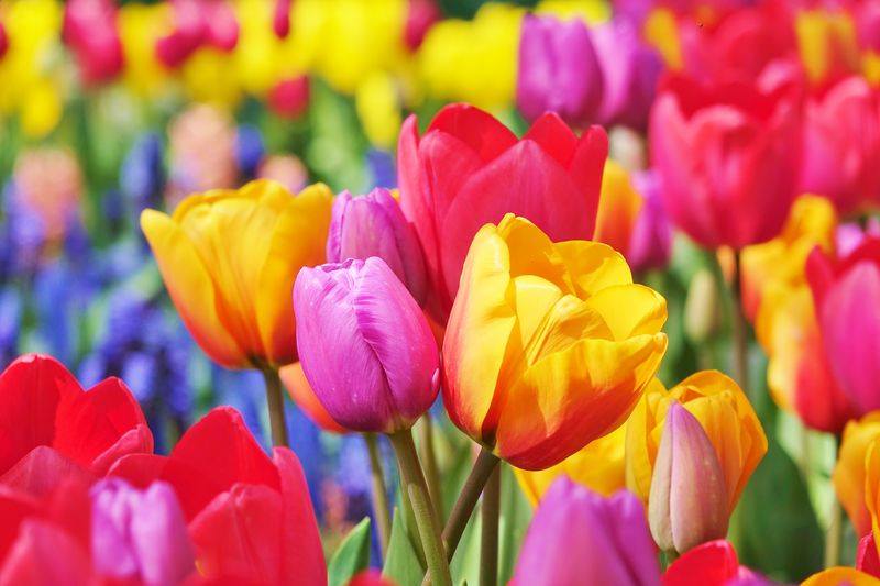 La Conner Tulip Festival 2023 La Conner Tulip Festival Tours - Love La Conner Blog, Skagit Valley Tulip Festival - Love La Conner