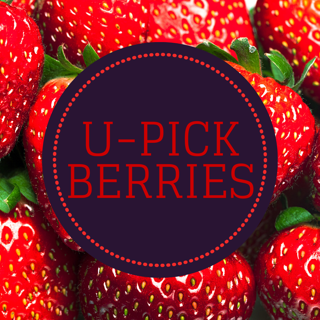UPick Berry Farms around Lake Oswego Oregon 52 Reasons to Love Lake