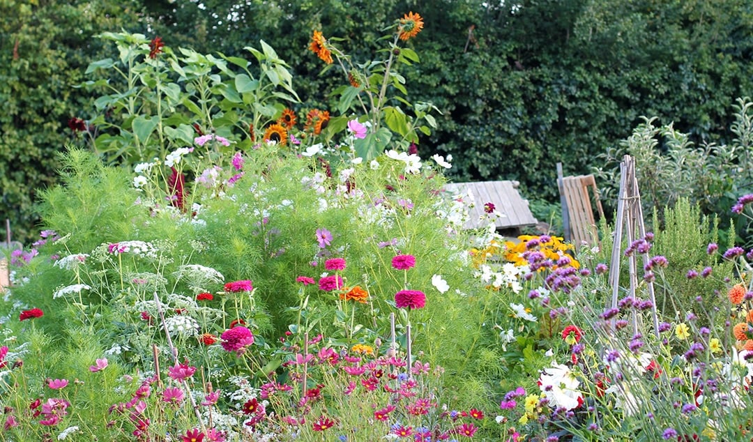 Grow a Cut Flower Garden for Homegrown Bouquets