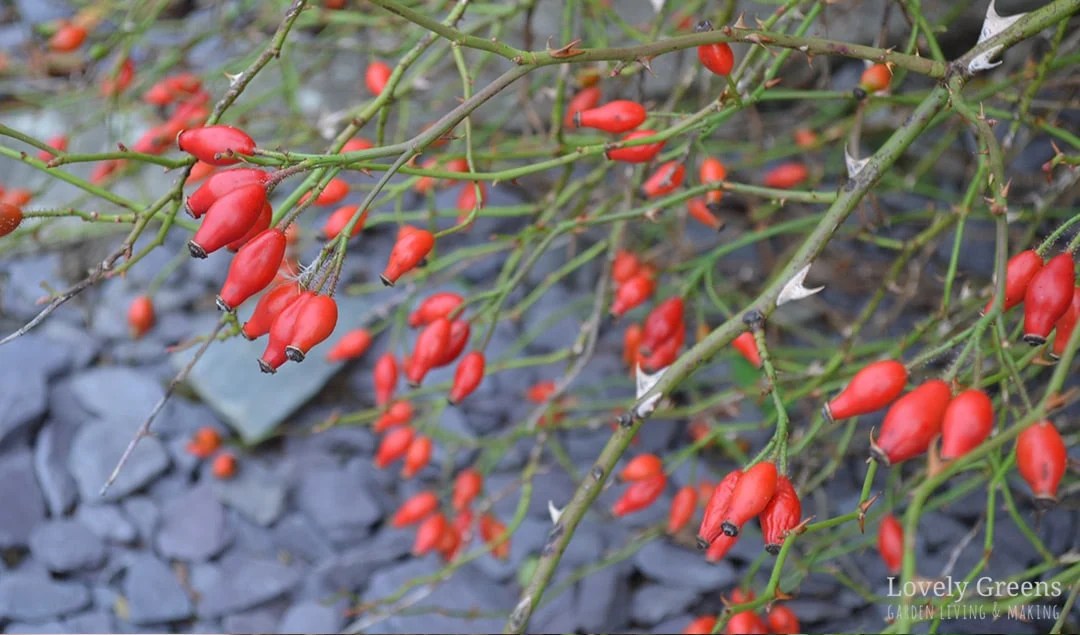 Three Ways to Dry Rose Hips for Tea • Lovely Greens