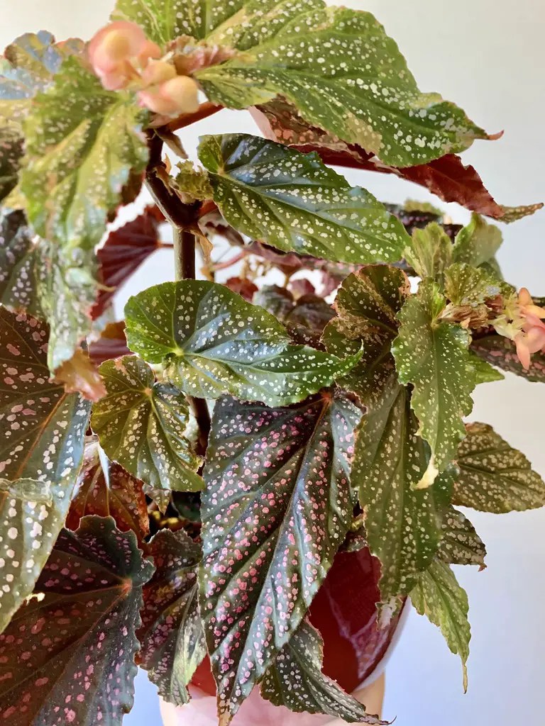 How To Care For Cane Begonias at Cynthia Dean blog