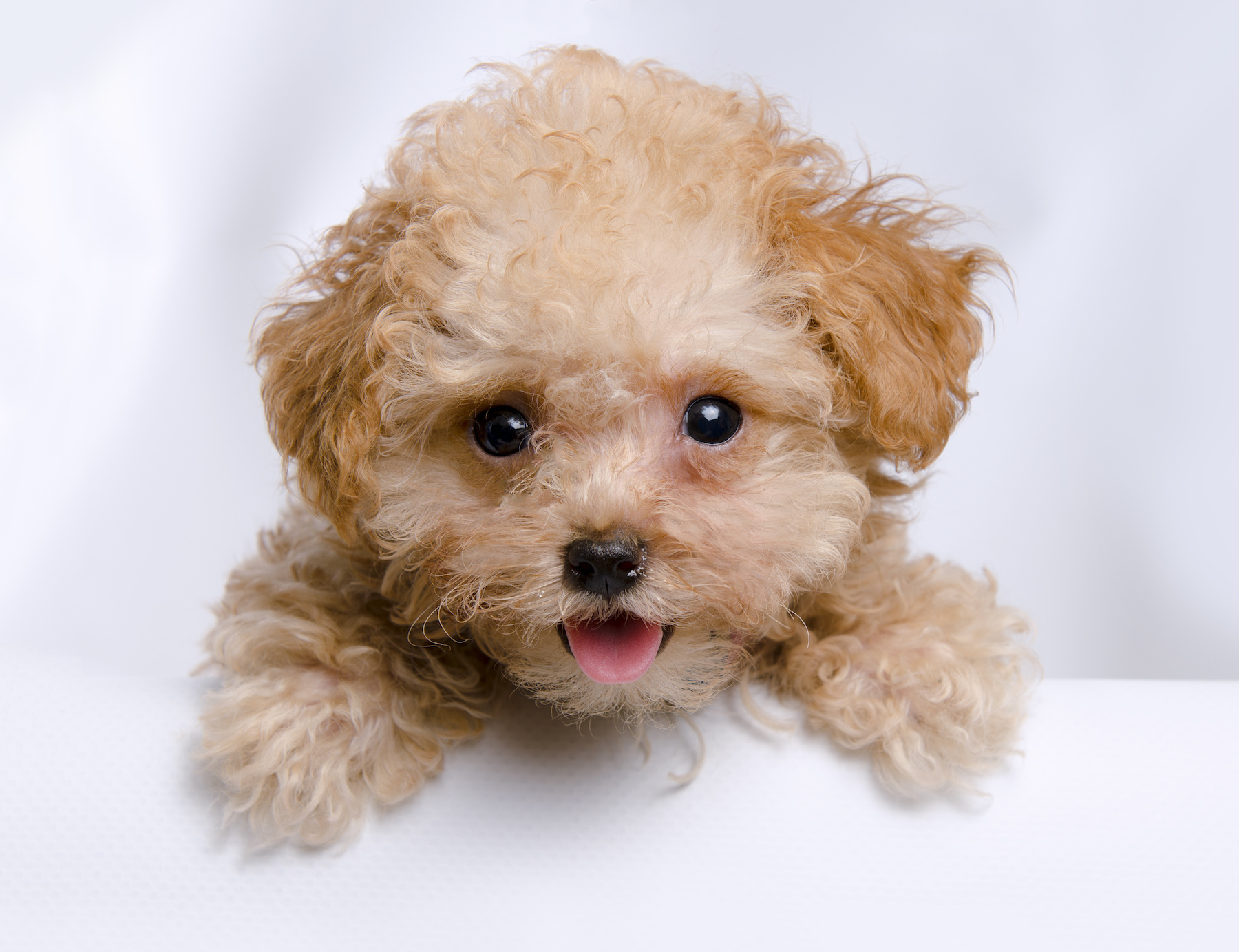 Why Bring Home a Toy Poodle in Boca Raton Love My Puppy Boca Raton