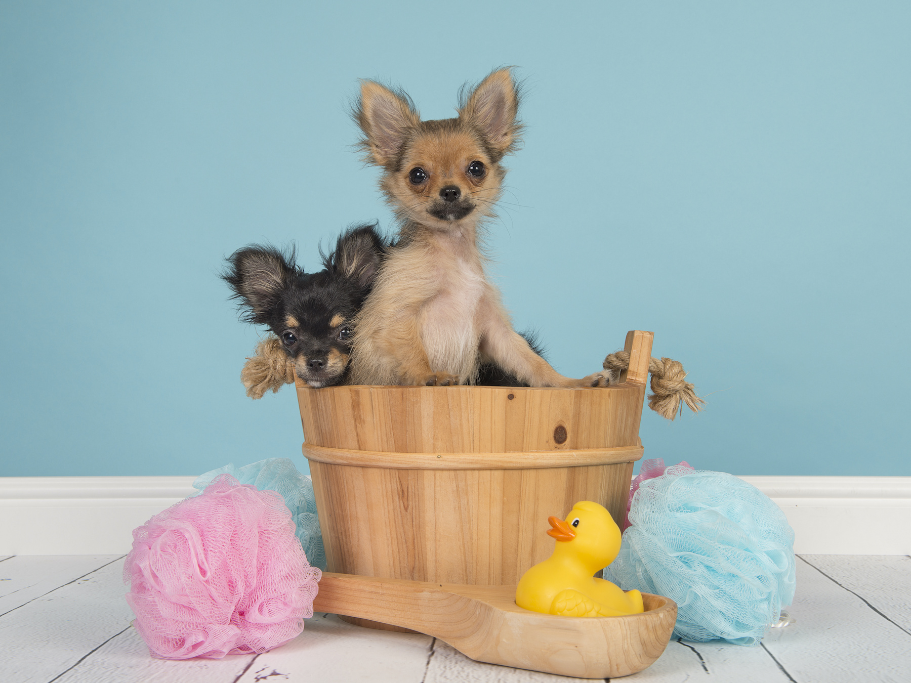 How Often to Groom Your Chihuahua in West Palm Beach Love My Puppy