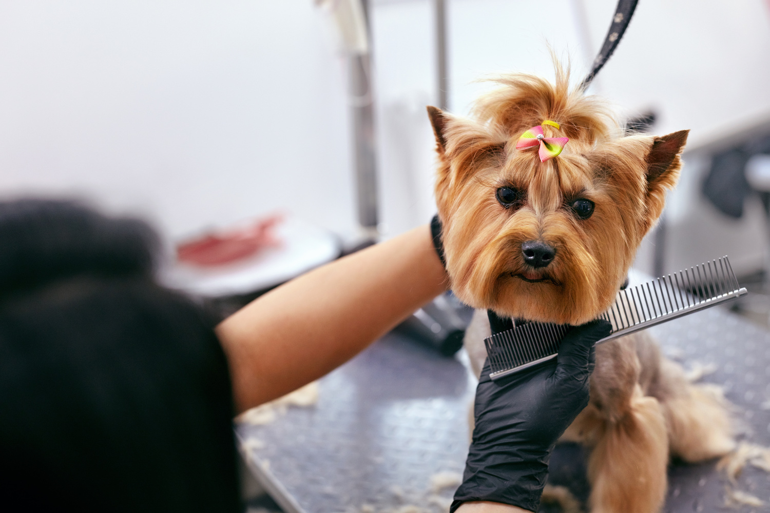 Dog Grooming in Boca Raton FAQs Love My Puppy Boca Raton