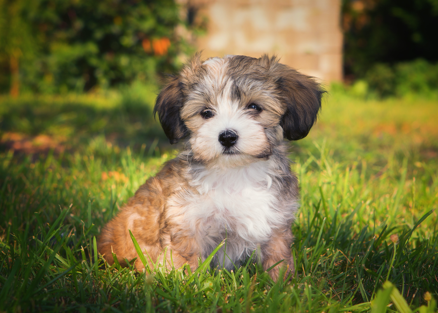 How Much Is a Havanese for Sale in Boca Raton? Love My Puppy Boca Raton